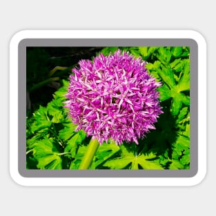 Beautiful Purple Flower Blooming In Spring Landscape Sticker